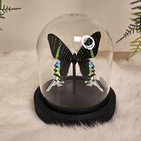 Vlinder Urania Leilus