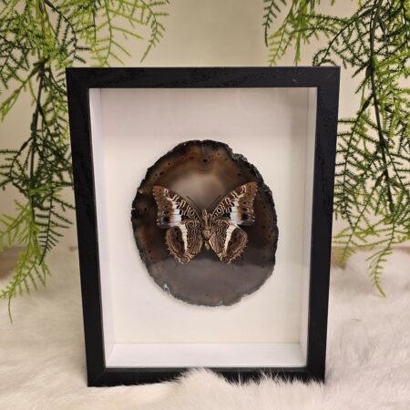 Fantasy Special "Agate Slice & Charaxes"