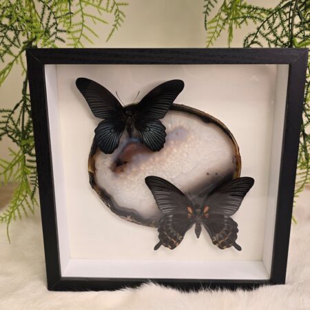 Fantasy Special "Agate Slice & Papilio's"