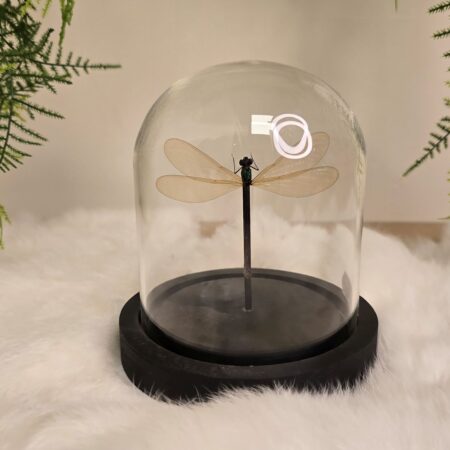 Libelle Neurobasis Chinensis