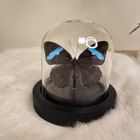 Vlinder Nessea Hewitsonii