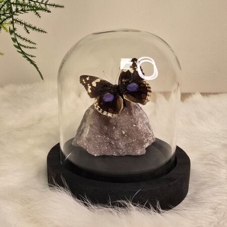 Fantasy special "Amethist & Oenone"