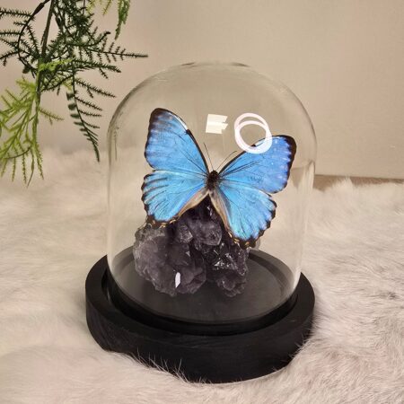 Fantasy special "Amethist & Portis"