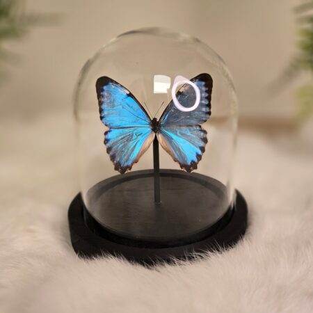 Vlinder Morpho Portis