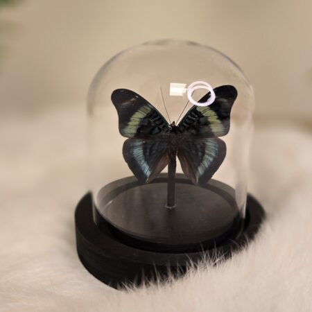 Vlinder Panacea Prola