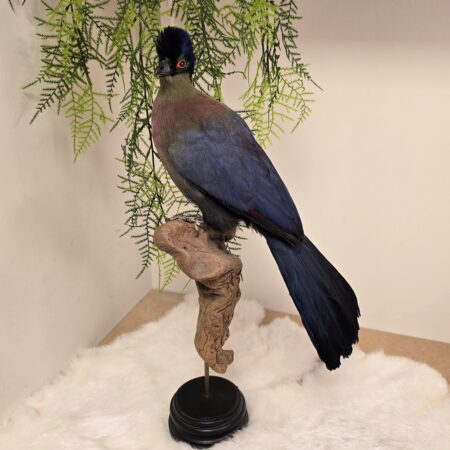 Opgezette Vogel Purperkuiftoerako