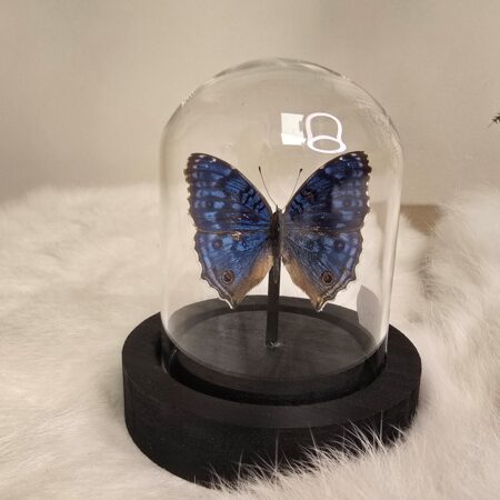 Vlinder Salamis Rhadama