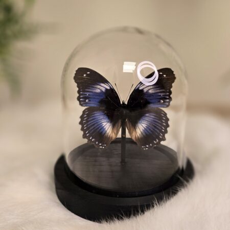 Vlinder Hypolimnas Salmacis