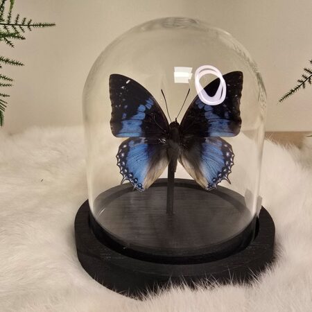 Vlinder Charaxes Smaragdalis