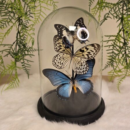 Vlinders Blue & Natural trio