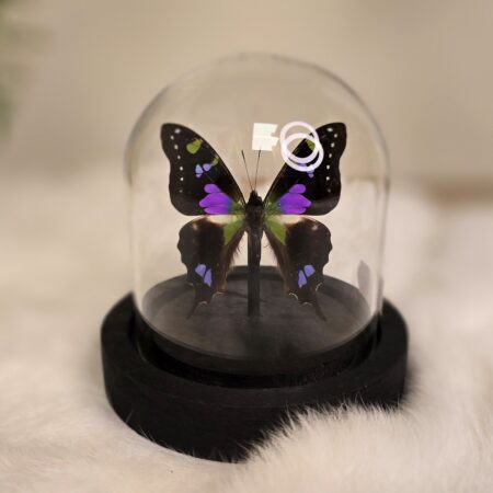 Vlinder Graphium Weiskei